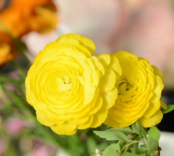 DSC_3025b